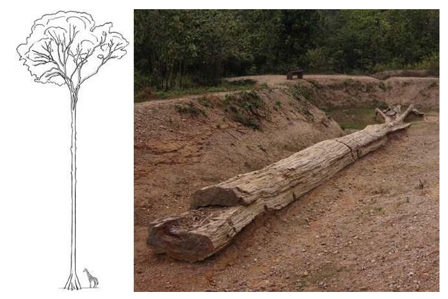 Ancient Giant Trees Found Petrified in Thailand