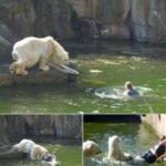 A 32-year-old woman was attacked by a polar bear after she jumped into their enclosure at the Berlin Zoo