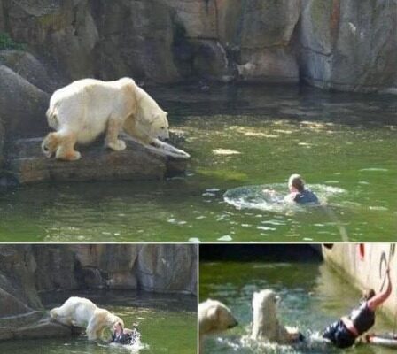 A 32-year-old woman was attacked by a polar bear after she jumped into their enclosure at the Berlin Zoo