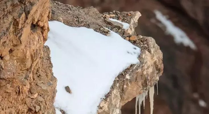 The Internet Is Losing It Over This Hidden Leopard In The Snow Picture