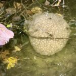 Mysterious ‘alien egg pod’ pulled from Oklahoma lake, officials warn not to be ‘alarmed’