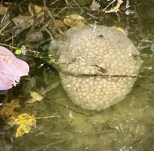 Mysterious ‘alien egg pod’ pulled from Oklahoma lake, officials warn not to be ‘alarmed’