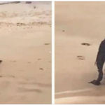 While Sunbathing on the Beach, a Man Photographs a Horrific Creature…You Will Be Surprised to Know What it Really Was…