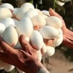 When she understood what the white eggs she had seen hanging from a tree were, she was amazed. Check the comments 