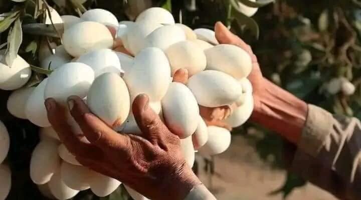 When she understood what the white eggs she had seen hanging from a tree were, she was amazed. Check the comments 