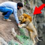 Animals That Asked People for Help and Kindness Caught on Camera