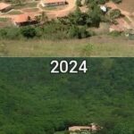 From Barren Wasteland to Thriving Ecosystem: The Incredible Story of a Brazilian Couple’s Reforestation Project