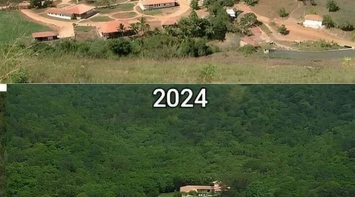 From Barren Wasteland to Thriving Ecosystem: The Incredible Story of a Brazilian Couple’s Reforestation Project