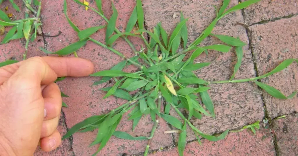 Crabgrass: The Unexpected Backyard Plant with Remarkable Health Benefits