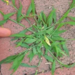 Crabgrass: The Unexpected Backyard Plant with Remarkable Health Benefits