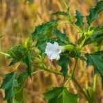 Health Risks of Datura Stramonium: A Dangerous Plant to Be Aware Of