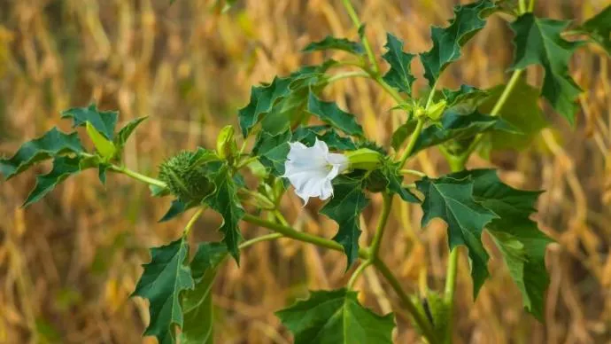 Health Risks of Datura Stramonium: A Dangerous Plant to Be Aware Of