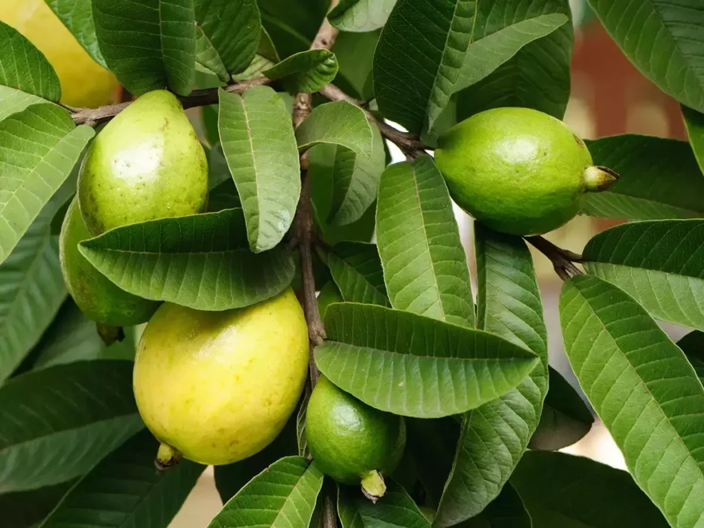 Unlock the Secret Power of Guava Leaves: Transform Your Hair, Skin, and Health Naturally