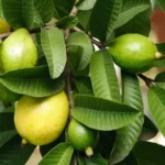 Unlock the Secret Power of Guava Leaves: Transform Your Hair, Skin, and Health Naturally