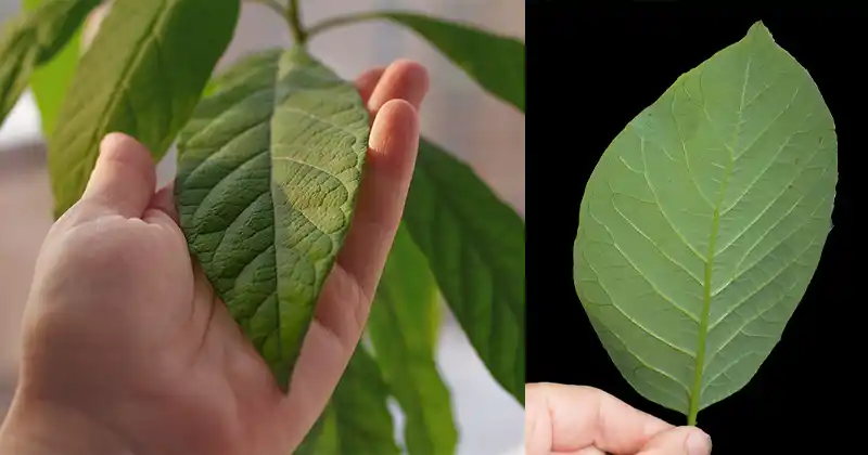 30 Incredible Benefits of Avocado Leaves