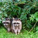 How to Get Rid of Raccoons in Your Yard